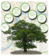 Benefits of Trees in Open Spaces